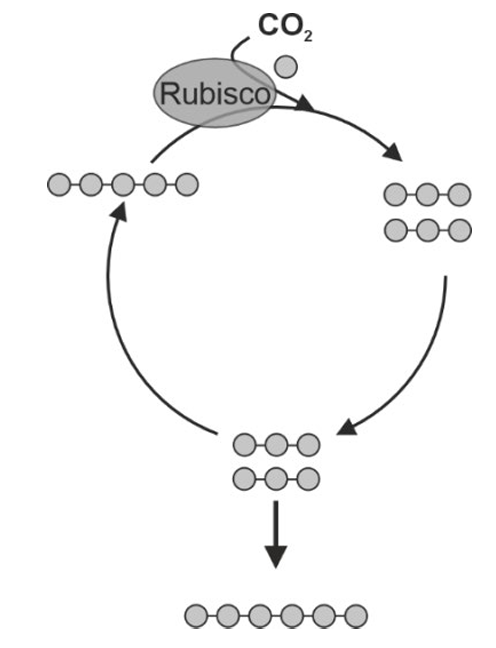 Schematische Darstellung des Calvin‑Zyklus mit Rubisco, CO2 und Bildung von Zuckermolekülen.